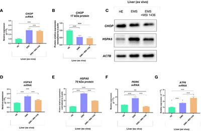 The PTP1B inhibitor MSI-1436 ameliorates liver insulin sensitivity by modulating autophagy, ER stress and systemic inflammation in Equine metabolic syndrome affected horses